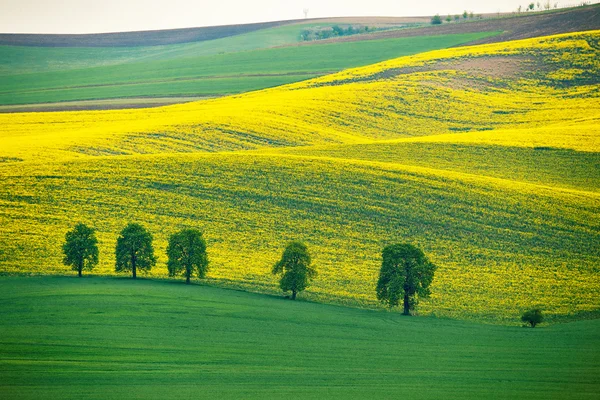 Verdi e gialle colline primaverili. Campi di Colza in Moravia Ceca — Foto Stock