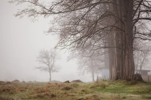 Parque nebuloso no início da primavera. Nevoeiro e árvores — Fotografia de Stock