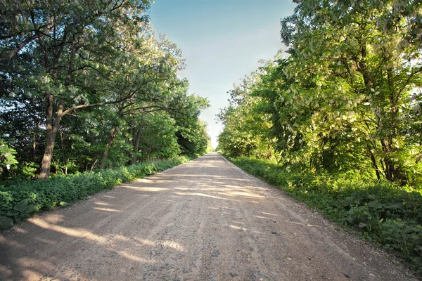 Country road with blooming acacia trees. Sunny spring day — Stock Photo, Image