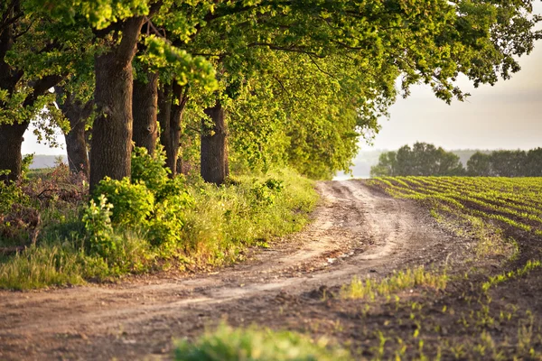 Spring arable fields. Country road and warm sunny evening — Stock Photo, Image