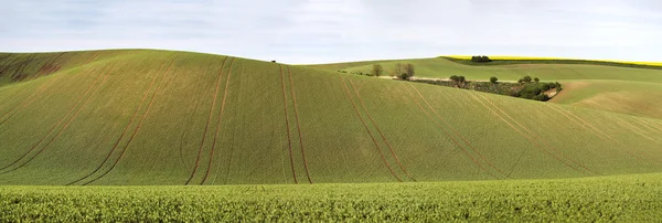 Verdi colline primaverili. Terreni coltivabili in Moravia Ceca — Foto Stock