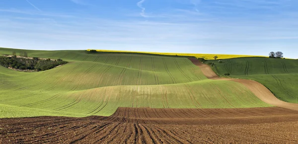 Verdi colline primaverili. Terreni coltivabili in Moravia Ceca — Foto Stock