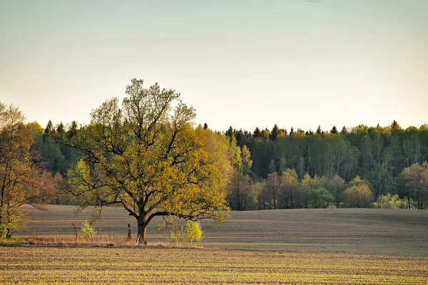 Carvalho solitário em campos verdes de primavera — Fotografia de Stock
