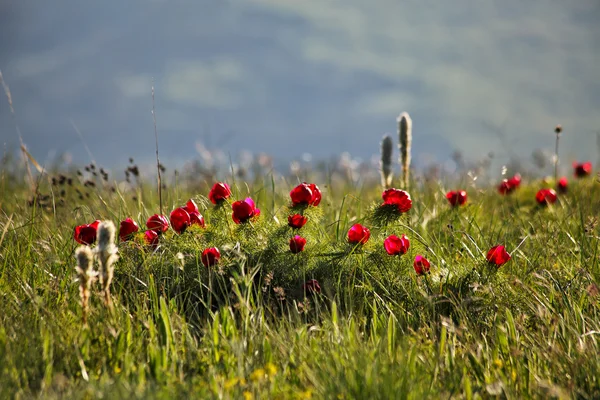 Красные цветы цветут на весеннем лугу — стоковое фото