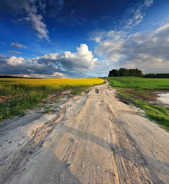 Country road in spring colza fields — Stock Photo, Image
