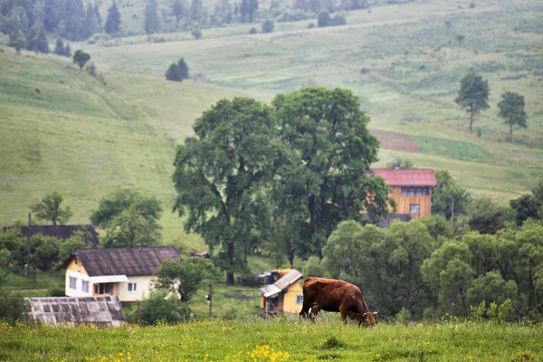 एक गाय के साथ एक पहाड़ों में ग्रीन घास — स्टॉक फ़ोटो, इमेज