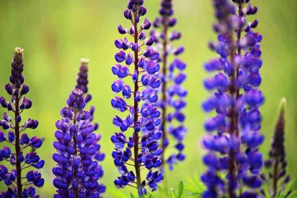 Spring close-up lupine flowers blossoms — Stock Photo, Image