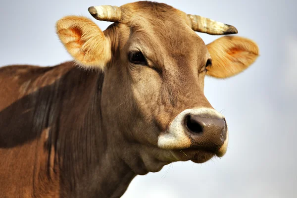 Carpathian brown cow outdoor close-up — Stock Photo, Image