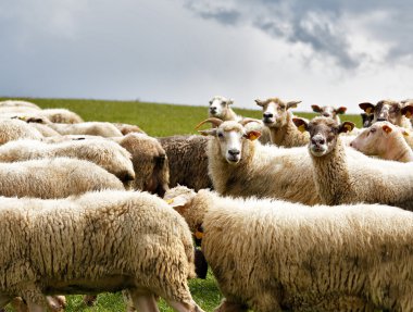 Sheep herd in a green meadow. Spring fields and meadows clipart