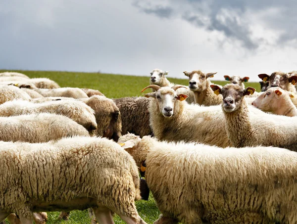 Sheep herd in a green meadow. Spring fields and meadows — Stock Photo, Image