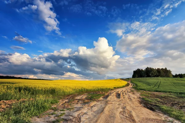 Country road in spring colza fields — Stock Photo, Image
