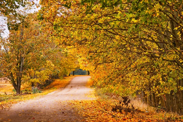 Dirt country sand road, lane with trees in autumn. Beautiful nature landscape. Fall season. Rows of trees lining long empty path. Park alley in Belarus