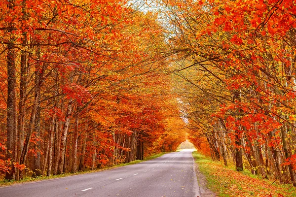 Asphalt road in autumn lane with alder trees tunnel. Beautiful nature landscape. Fall season. Rows of trees lining long empty path. Park alley in Belarus