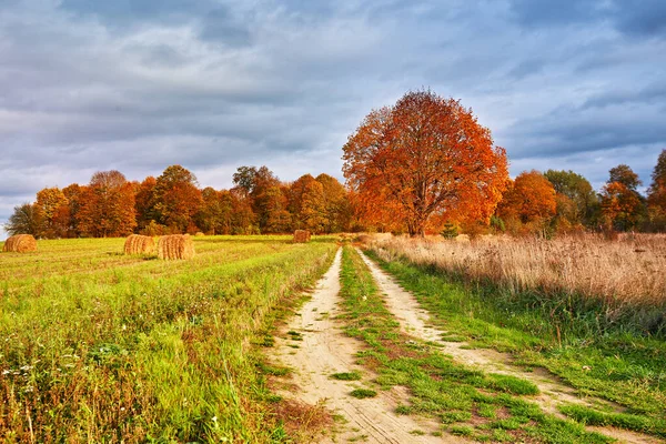 Autumn Field Maple Tree Country Road Fall Rural Landscape Dry — Stock Photo, Image