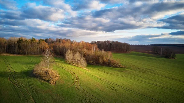 Beautiful Green Field Winter Cereal Blue Cloudy Autumn Sky Sowing — Fotografia de Stock