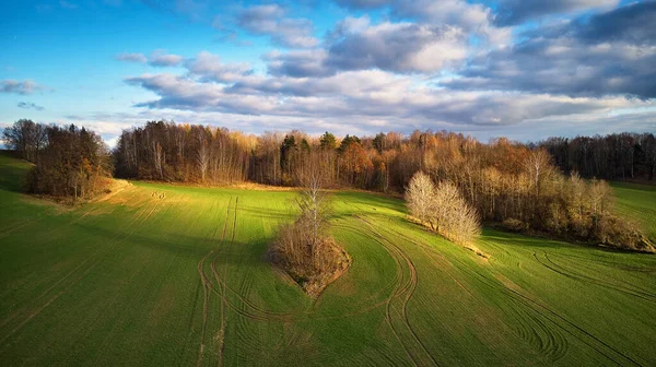 Beautiful Green Field Winter Cereal Blue Cloudy Autumn Sky Sowing — Fotografia de Stock