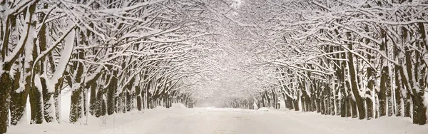 Winter Besneeuwde Steegje Weg Panorama Takken Van Esdoornbomen Sneeuw Bedekte Rechtenvrije Stockafbeeldingen