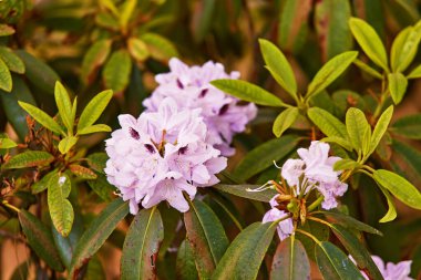Bahar botanik bahçesinde çiçek açan Rhododendron. Güzel çiçek açan çalılar, her zaman yeşil olan çalılar, yakın plan. Yazın Azalea, Minsk Parkı, Belarus