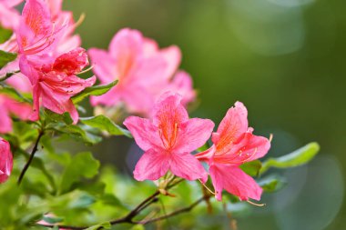 Bahar botanik bahçesinde kırmızı çiçek açan Rhododendron. Güzel çiçek açan çalılar, her zaman yeşil olan çalılar, yakın plan. Yazın Azalea, Minsk Parkı, Belarus
