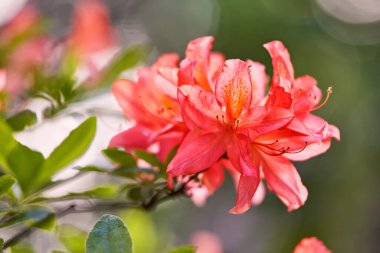 Bahar botanik bahçesinde kırmızı çiçek açan Rhododendron. Güzel çiçek açan çalılar, her zaman yeşil olan çalılar, yakın plan. Yazın Azalea, Minsk Parkı, Belarus