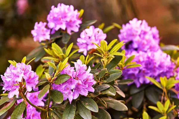 Rhododendron Blooming Flowers Spring Botanical Garden Beautiful Flowering Bush Blossom — Stock Photo, Image