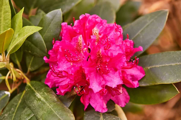 春の植物園でツツジ赤花を咲かせます 美しい開花ブッシュ花 常緑低木の背景が閉じます ベラルーシの夏のミンスク公園のツツジ — ストック写真