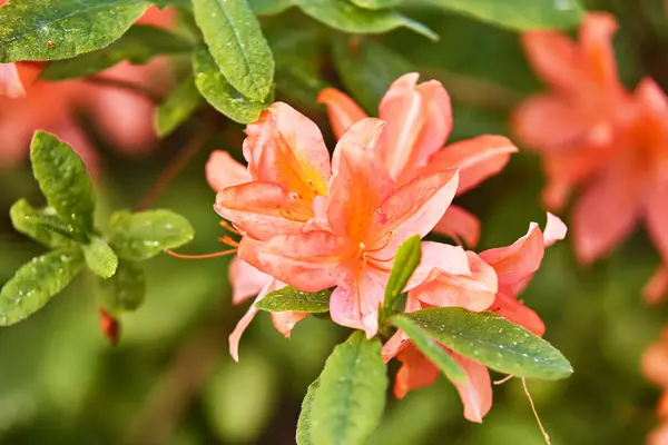 春の植物園でツツジ赤花を咲かせます 美しい開花ブッシュ花 常緑低木の背景が閉じます ベラルーシの夏のミンスク公園のツツジ — ストック写真