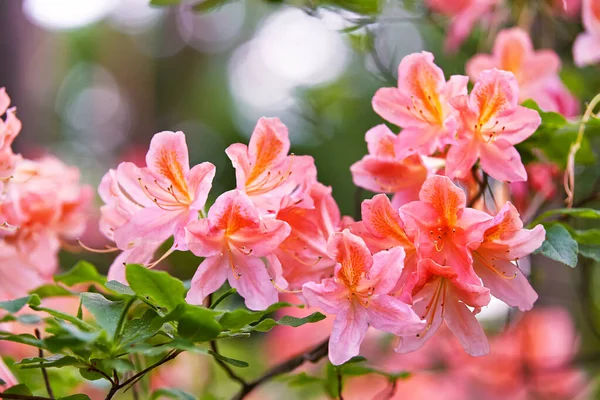 Rhododendron Rode Bloeiende Bloemen Het Voorjaar Botanische Tuin Mooie Bloeiende — Stockfoto