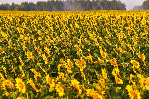 Agricultural Field Yellow Sunflowers Morning Summer Rural Scene Oil Manufacturing Foto Stock
