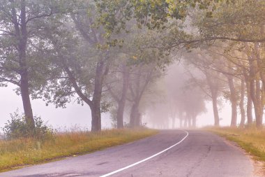 Kırsal asfalt yolu, yaz sisli sabahı. Büyük ağaçlar vadisi. Sonbaharda Büyülü Kavak Ormanı Sürücüsü, Belarus