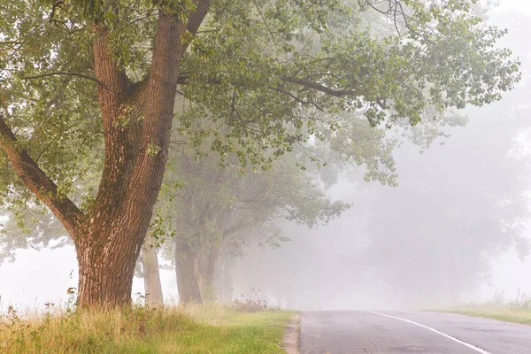 Сельская Асфальтовая Дорога Летнее Туманное Утро Большая Долина Деревьев Вождение — стоковое фото