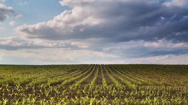 Corn fields — Stock Photo, Image