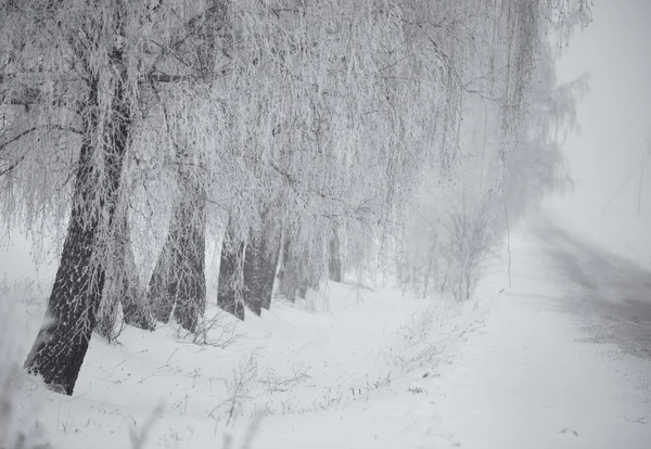 Black and white winter. Birch trees in the fog.