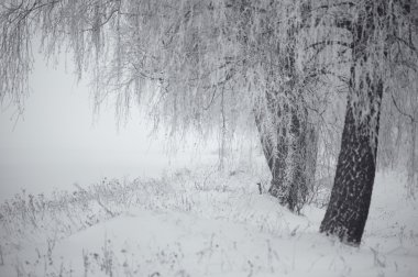 Siyah ve beyaz kış. Huş ağaçları siste. 