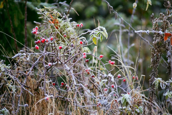 Dogrose berries. Morning frost. Autumn hoarfrost on the grass. F — Stock Photo, Image