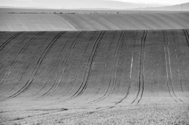 Çek Moravia tepeler. Tarım. Baharda sürülebilir toprakları