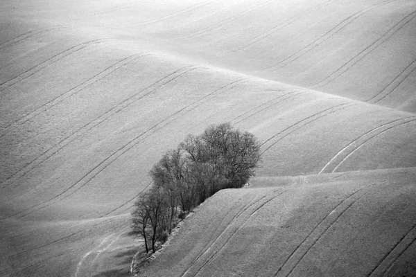 Colinas checas Moravia. Agricultura. Tierras cultivables en primavera . — Foto de Stock