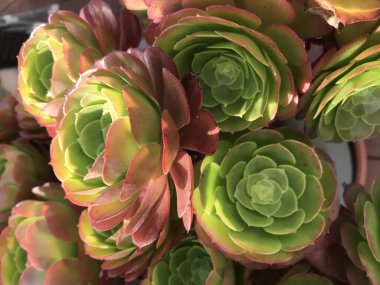 Yeşil sulu bitkileri kapatın.