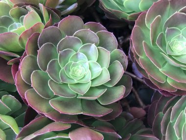 Koyu arkaplanı olan sulu saksıları kapat 