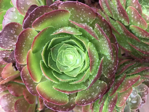 Close Single Succulent Raindrops — Stock Photo, Image