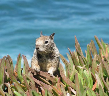 Arka planda okyanus olan buz bitkisine bakan sincap. 