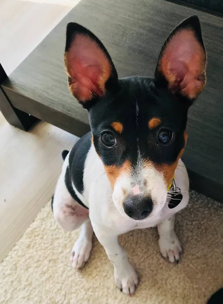 Cãozinho Rat Terrier Preto Branco Bronzeado Com Orelhas Grandes Olhando — Fotografia de Stock