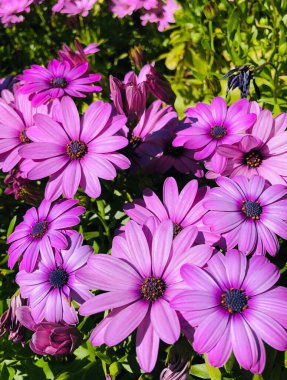 Yeşil bahçede açan mor Shasta papatyaları