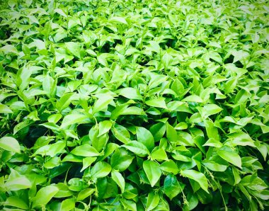 Yeşil yapraklı zemin örtüsü 