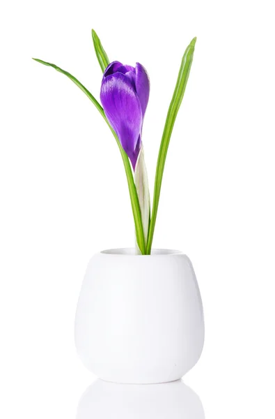 Bourgeon de crocus violet dans un vase blanc — Photo