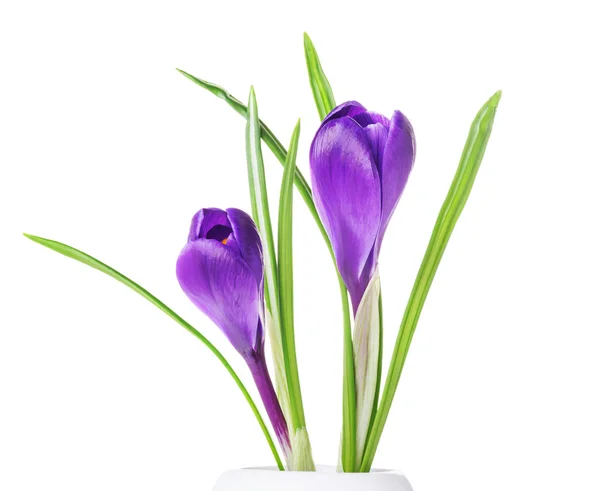 Crocus violets dans un vase blanc — Photo