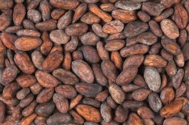 ham kakao veya kakao çekirdekleri