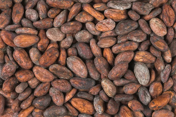 Ruwe cacao of cacao bonen — Stockfoto