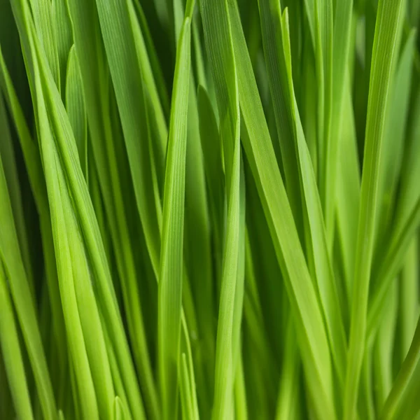 Fresh green grass, oat sprouts, close up — Stock Photo, Image