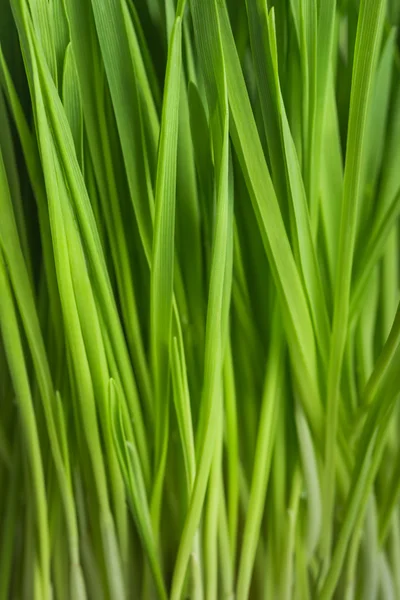 Fresh green grass, oat sprouts, close up — Stock Photo, Image